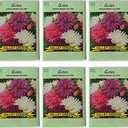 Valley Greene Crego Mixed Colors Aster Flower Seeds 140 mg