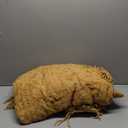 SAFAVIEH Home Collection Delena Mustard 50 x 60