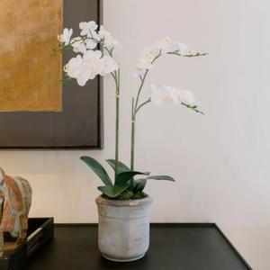 Faux White Orchid Plant, Premium Artificial Indoor Flower Display Stands 24, Beautiful Sculptural Blooms That Lasts Forever, Grey Planter Pot Included (24" White 2-Stem Orchid)