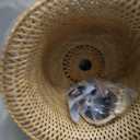 Bamboo Large Plug in Pendant Light with 14ft Handmade Woven Light Cord, Dimmable Switch, Rustic Basket Hanging Lamp for Bedroom Kitchen Island Farmhouse Dining Room Living Room,17.8 inch Width
