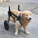 TianfuSpanda Adjustable Large Dog Wheelchair for Back Legs, Upgraded Wheel, Disabled Pets, Leg Brace, Mobility Aid for Large Pets, Hind Limb Rehabilitation, Older, Disabled (XL(Chest 28.3-33.9in))