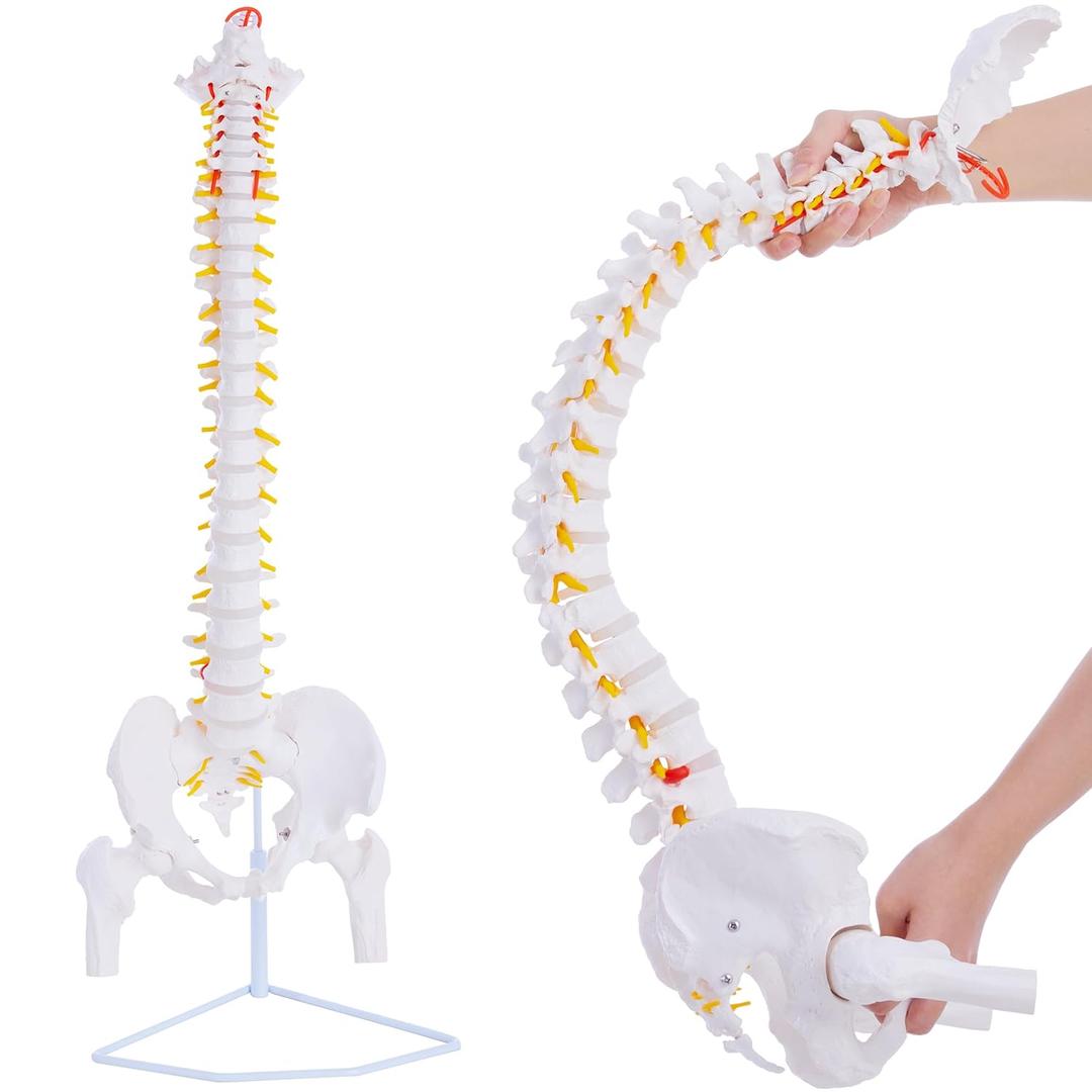 Life Size Spine Model - 34.6'' Flexible Human Spinal Anatomical Model with Nerves, Arteries, Lumbar Column and Male Pelvis, Anatomy Spine Model for Science Education & Patient Education