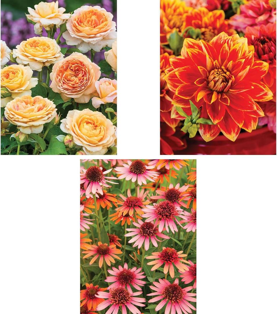 Bits and Pieces - Value Set of Three (3) - 300 Piece Jigsaw Puzzles for Adults - Large Piece 300 pc Colorful Garden Flowers Jigsaws Bundle - 18 x 24 Each