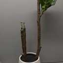 Realead Fiddle Leaf Fig Tree Artificial - 5ft Faux Fiddle Leaf Fig Tree with White Planter - Large Fake Fig Tree with Natural Trunk and Lifelike Leaves for Home Living Room Indoor Decor