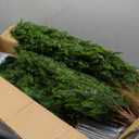 AOKIIE 2 Pack 5FT Artificial Topiary Cedar Plants Outdoor (With Backets), Faux Pine Trees UV Resistant and Potted, 72 Inch Tall Fake Shrubs Evergreen for Front Porch Decor + 3Ft Artificial Topiary Cedar Plants Outdoor 2 Pack (Without Backet), 4 Pcs