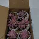 Der Rose Set of 6 Pink Succulents Plants Artificial in Pots Small Fake Plants for Girls Pink Room Decor Office Desk Accessories for Women