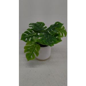14" Monstera Greenery