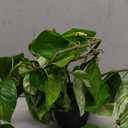 Hollyone Artificial Hanging Pothos Plants Potted Fake Ivy Faux Pothos Vine Leaves Hanging Greenery Plant in Black Pot for Home Indoor Tabletop Bedroom Patio Shelf Office Decor