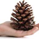 25 Pcs Natural Pine Cones for Crafts,  Pine Cones Craft for Christmas, Table, Home Decor, Vase Fillers, Desk & Christmas Trees, Unscented Pinecones Crafts Ornament for Decorating