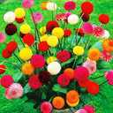 3 x Seeds Dahlia Pompon Mix Annual Beautiful Flower Non GMO