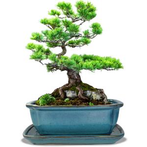 vensovo Ceramic Bonsai Pots with Drainage Hole and Saucer - 10.5 Inch Rectangular Glazed Shallow Planter for Bonsai Trees and Succulents(Blue)