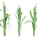 Flowering Plants, Corn Stalks, 2"