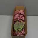 Burgundy Hydrangea Artificial Flowers,Fall Hydrangeas Artificial Flowers, Fake Fall Dried Hydrangea Decoration,Faux Silk Flower with Stems Winter Decor(Red Rose 24" 8pcs) Without Vase