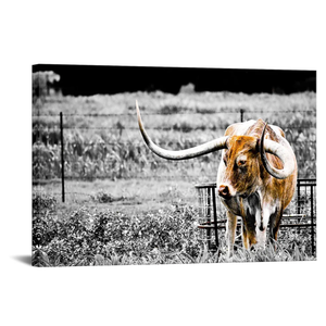 Animals Canvas Wall Art Decor Highland Cow Picture Longhorn Cattle Photograph Poster Prints Rustic Black White Artwork Country Style 24x36 inches