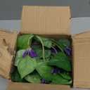 Briful Artificial Hanging Flowers in Pot 25.6" Faux Silk Morning Glory Flower Vine with Cascading Greenery Fake Hanging Plants for Home Office Bathroom Table Shelf Decor(Purple)