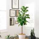 Curtis Wagner Plastics Hanging Basket Drip Pan, Clear, 12 Inch