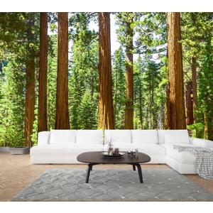 WFBHUA-Redwood Forest Wallpaper Green Woodland Tree Wallpaper for Bedroom Large Art Wall Murals for Living Room Office (Not Peel and Stick) 170" x 110"