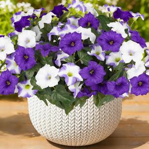 Artificial Flowers for Outdoors, Faux Morning Glory Spring Summer Decoration, Fake Flowers Plants UV Resistant Look Real Silk Flowers for Outside Planter Front Door Porch Patio Yard (12, Purple-White)