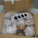 1.7 oz Mini Glass Spice Jars with Labels, Small Stash Jars with Airtight Hinged Lid, 12 Pack Empty Spice Bottles with Rubber Gasket for Herb Tea Seasoning Storage