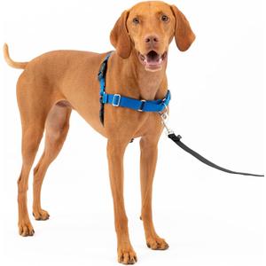 PetSafe Easy Walk No-Pull Dog Harness - The Ultimate Harness to Help Stop Pulling - Take Control & Teach Better Leash Manners - Helps Prevent Pets Pulling on Walks, Medium, Royal Blue/Navy Blue
