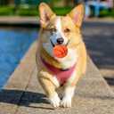 LOGOFUN 5pcs Squeaky Dog Ball Latex Rubber Pet Toys Basketball Shape Puppy Chew Toy for Small Middle Animal Interactive Accessories
