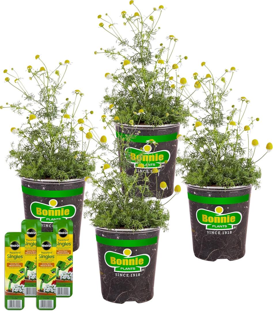 Bonnie Plants Chamomile, Live Plants, with Miracle-Gro Pour & Feed Singles Ready-to-Use Plant Food, 4-Pack, 19.3 oz.