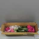 Artificial Geranium Fake Flowers for Outdoors Decoration, 6 Bundles Silk Geraniums Flower UV Resistant Look Real Faux Plants for Outside Planter Front Door Garden Patio Balcony Yard Home, Fuchsia