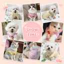 2 Pack Striped Small Dog T Shirt Cute Cherry Girl Dog Clothes for Small Dogs Cats Breathable Soft Cotton Pet Puppy Sleeveless Vest Spring Summer Pet OutfitsPink+Yellow,Medium