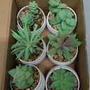 Der Rose Set of 6 Succulents Plants Artificial in Pots Small Fake Plants for Bedroom Aesthetic Living Room Shelf Bathroom Decor Office Desk Accessories (Green)