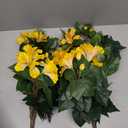 2 Pack OakRidge Petunia Bush Outdoor - Yellow (14")
