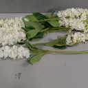 EdricShop 10Pcs Fake Single Stem Violet 25.59" Length Simulation Matthiola Incana for Wedding Home Decorative Artificial Flowers - (Color: Milky White)