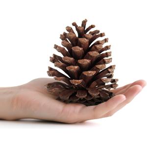 25 Pcs Natural Pine Cones for Crafts,  Pine Cones Craft for Christmas, Table, Home Decor, Vase Fillers, Desk & Christmas Trees, Unscented Pinecones Crafts Ornament for Decorating