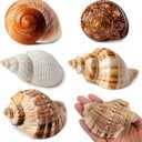 5PCS Large Hermit Crab Shells | Natural Sea Conch Size 2.8" - 3.9", Opening Size 1.5" - 2.5" | Turbo Seashells for Hermit Crab Supplies and Beach Decoration Large Sea Shell