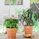 2 x Melphoe Plant Pots Indoor with Drainage & Saucer, 2Pack 7/8 inch Flower Pots Outdoor Planters for Indoor Plants Garden Home Decor Cactus Succulent, Rigid Plastic (Imitation-Terracotta) Vine-Embossed