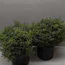 2 Sets Artificial Rosemary Topiary Ball Trees for Front Door UV Resistant Faux Outdoor Rosemary Bushes, Fake Spring/Summer Greenery Potted Plants for Farmhouse Garden Porch Outside Decor, 17"D x 17"W x 17"H