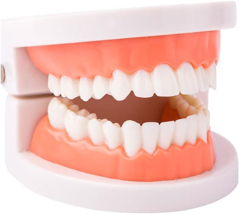 Dental Teeth Model, Standard Teeth Model, Denture Mouth Model Demonstration for Kids Dental Teaching Study Supplies