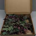 Zeyune 3 Pcs Artificial Dusty Plum Berry Stem Spring Faux Flowers Picks Branches Fake Realistic Sedum Stem Spray for Wedding Holiday Seasonal Farmhouse Mantel Harvest DIY Home Decorations(35 Inch)