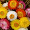 3 x 250+ Seeds Strawflower Giant Mix - Flower Multicolor