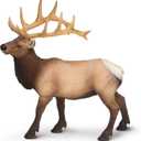 Safari Ltd. Elk Bull Figurine - Detailed 4.75" Plastic Model Figure - Fun Educational Play Toy for Boys, Girls & Kids Ages 3+ (4.75 inches tall and 4.5 long)