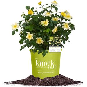Perfect Plants Easy Bee-zy Knock Out Rose Bush 3 Gallon | Live Rose Shrub | Fresh Roses