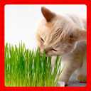 2 x Miracle Care Cat A'bout Cat Grass Kit for Indoor Cats, 5.25 Ounce, Hairball Control, Anti-Inflammatory, Improves Digestion and Metabolism