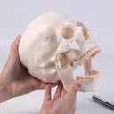 72.83 Inch Life Size Human Skeleton Model for Anatomy, Anatomically Correct Skeleton with Detachable Skull & Movable Arms Legs, Medical Study Teaching Tool & Halloween Skeleton Decoration