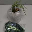 16" Small Fake Plants Artificial Tropical Faux Plants Indoor for Office Desk Shelf Bathroom Home Decor