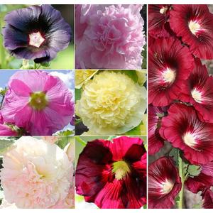 Hollyhock Flower Seeds Mix Giant Mallow Double Hollyhock Perennial 50pcs (EXP 12/01/26)