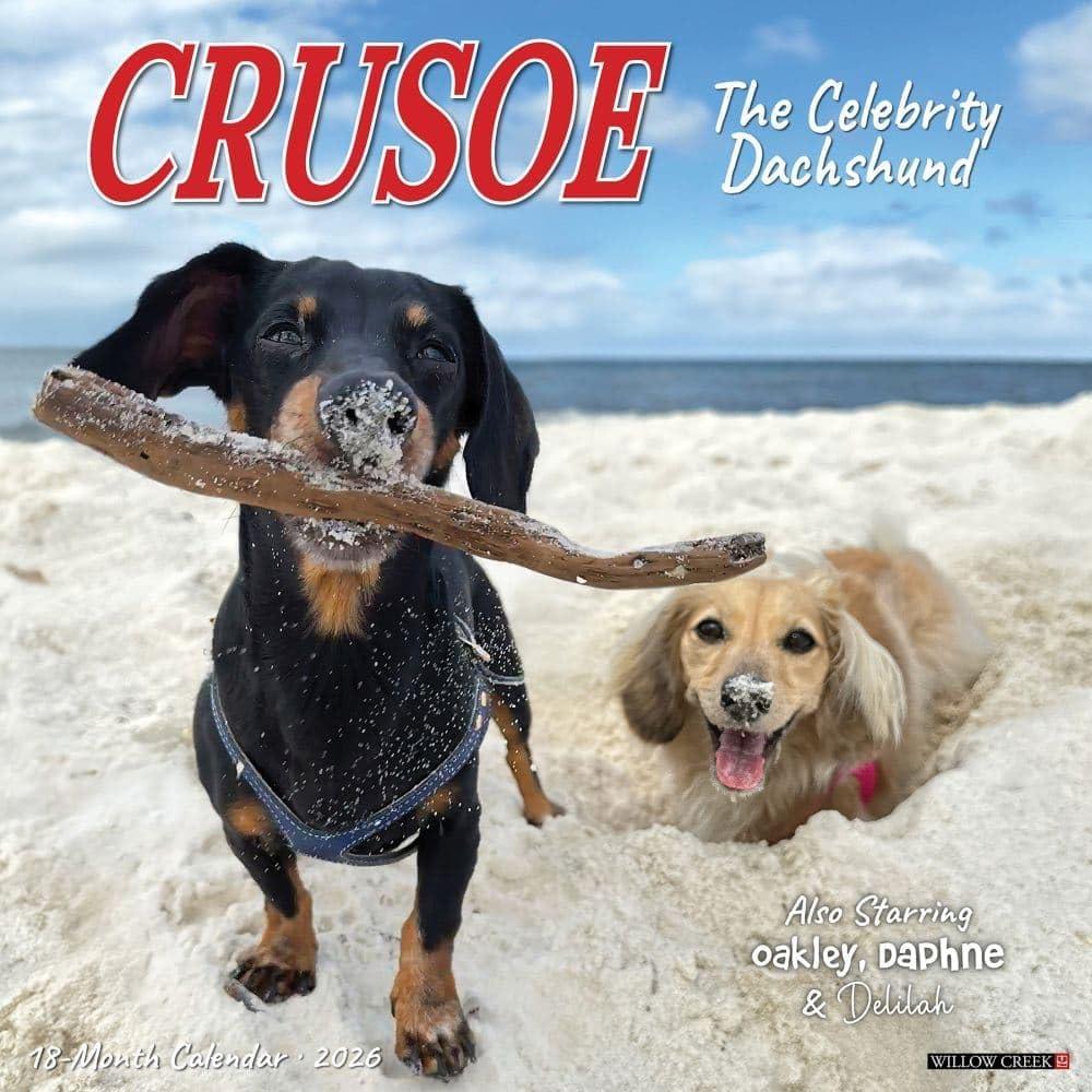 Willow Creek Press, Crusoe the Celebrity Dachshund 2026 Wall Calendar, 12'' X 12'', 18-Month Calendar with Stapled Binding