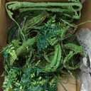 Reptile Plants, Terrarium Hanging Plant Vines Artificial Leaves Reptile Hide, Leopard Gecko Tank Accessories, Terrarium Decorations for Bearded Dragon Lizard Snake Geckos Chameleon