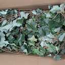 Hollyone 2pcs Artificial Hanging Plants 35.4" Fake Ivy Vine Faux Ivy Leaves Fire and UV Resistant Hanging Plant Wall Greenery for House Room Patio Indoor Outdoor Home Shelf Office Wedding Decor