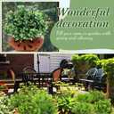 Zeyune 80 Bundles Artificial Grass Plants Outdoor UV Resistant Faux Grass Fake Bushes Plastic Greenery Shrubs Bulk Arrangement for House Outdoor Indoor Decoration Front Porch Window (Lifelike)