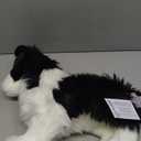 Douglas Chase Border Collie Dog Plush Stuffed Animal | 16-inch