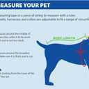 NFL DET-4006-SM DETROIT LIONS DOG Jersey, Small